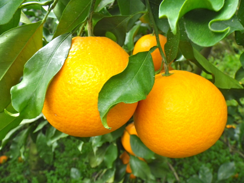 f:id:sattisatisatti:20130404071408j:image:w640 f:id:sattisatisatti:20130404071408j:image:w640