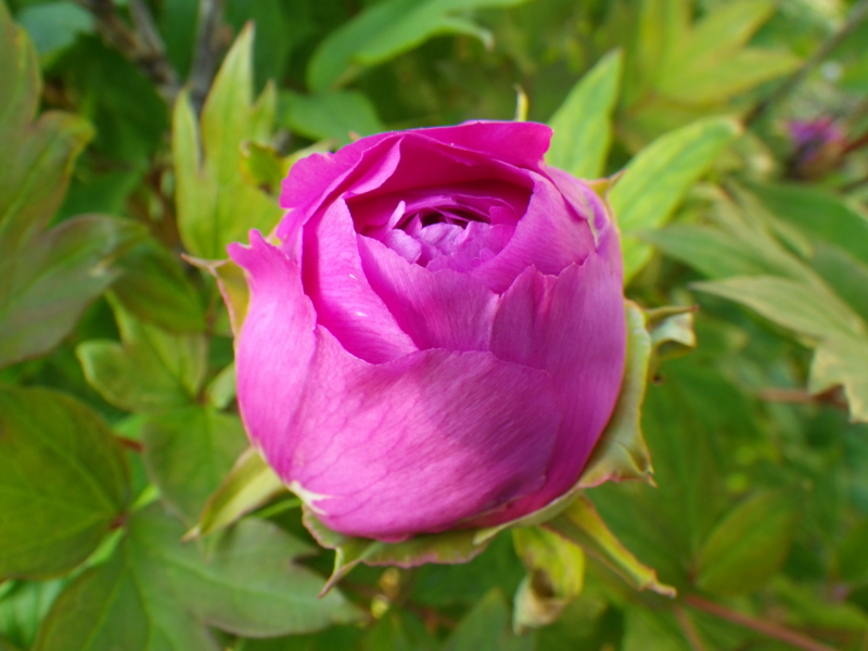 f:id:sattisatisatti:20130404071421j:image:w640 f:id:sattisatisatti:20130404071421j:image:w640