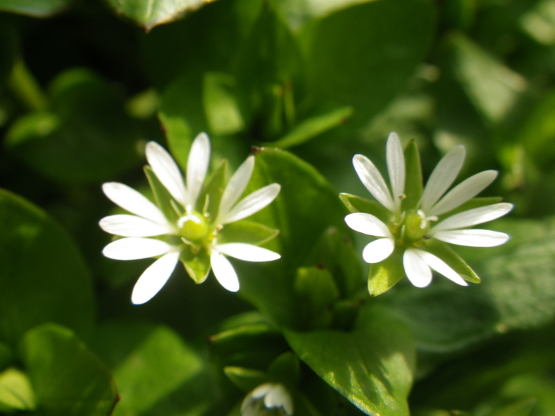 f:id:sattisatisatti:20130406103214j:image:w360 f:id:sattisatisatti:20130406103214j:image:w360