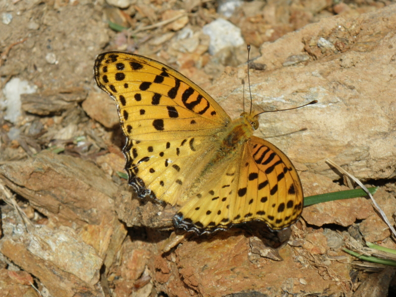 f:id:sattisatisatti:20130406104016j:image:w640 f:id:sattisatisatti:20130406104016j:image:w640