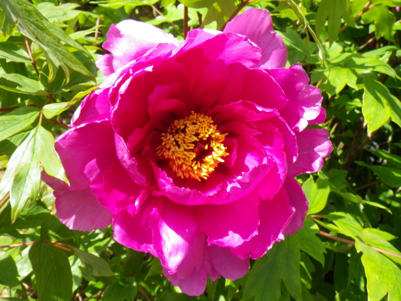 f:id:sattisatisatti:20130409064312j:image:w640 f:id:sattisatisatti:20130409064312j:image:w640