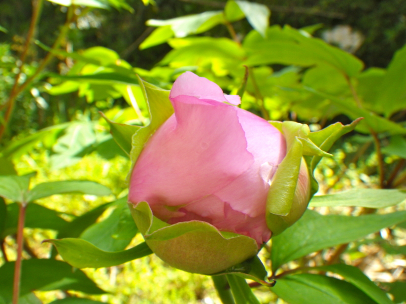 f:id:sattisatisatti:20130409064313j:image:w640 f:id:sattisatisatti:20130409064313j:image:w640