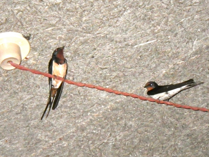 f:id:sattisatisatti:20130420225834j:image:w360 f:id:sattisatisatti:20130420225834j:image:w360