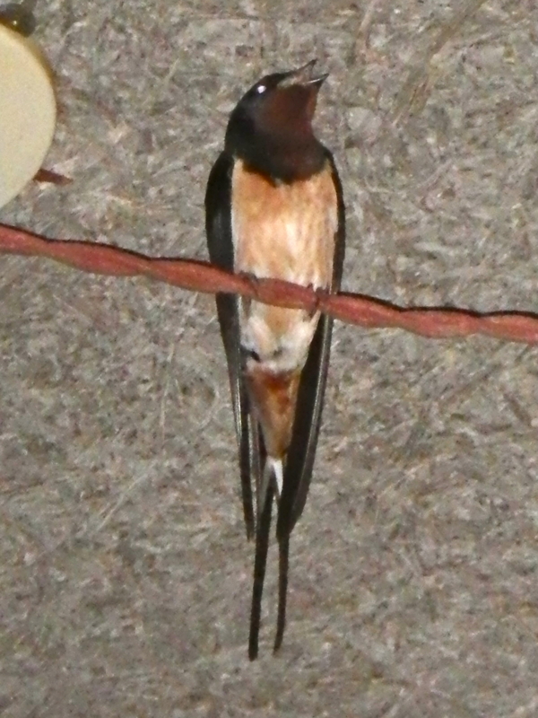 f:id:sattisatisatti:20130420225836j:image:w360 f:id:sattisatisatti:20130420225836j:image:w360
