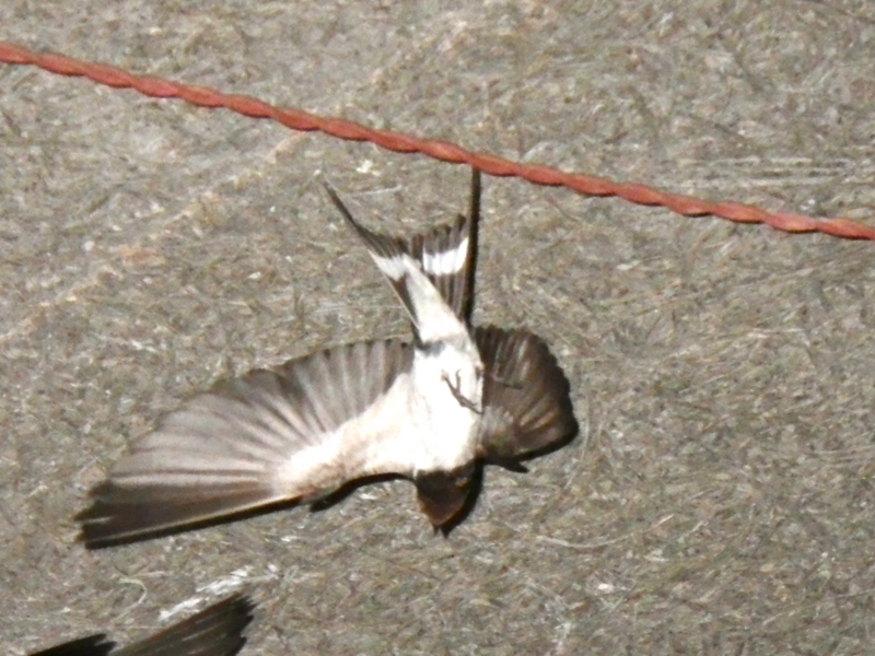 f:id:sattisatisatti:20130420225839j:image:w360 f:id:sattisatisatti:20130420225839j:image:w360