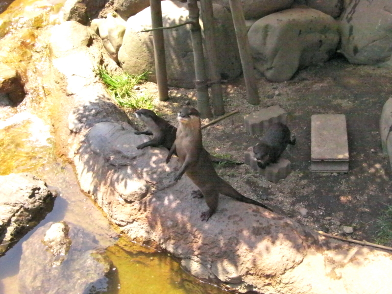 f:id:sattisatisatti:20130620053845j:image:w640