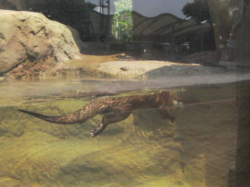 f:id:sattisatisatti:20130620053848j:image:w640