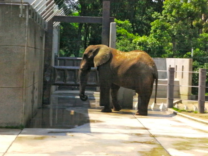 f:id:sattisatisatti:20130620053849j:image:w640