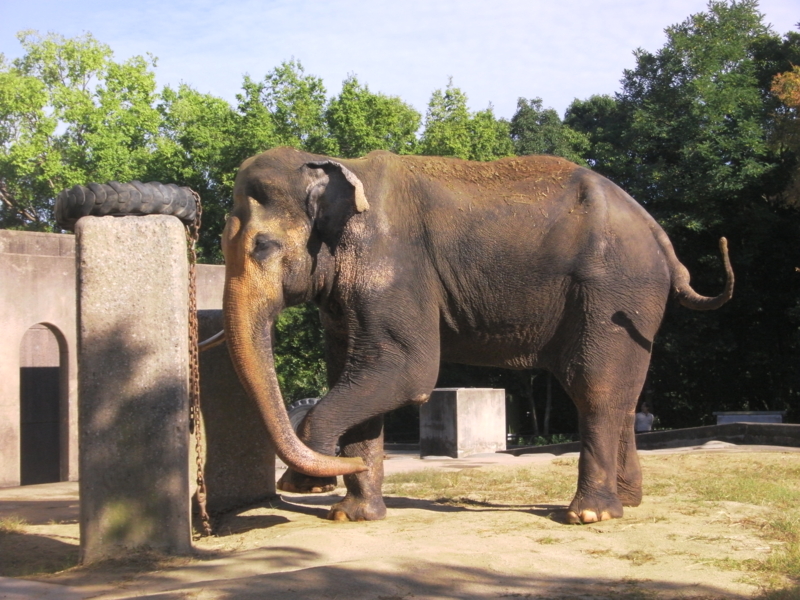 f:id:sattisatisatti:20130620053852j:image:w640