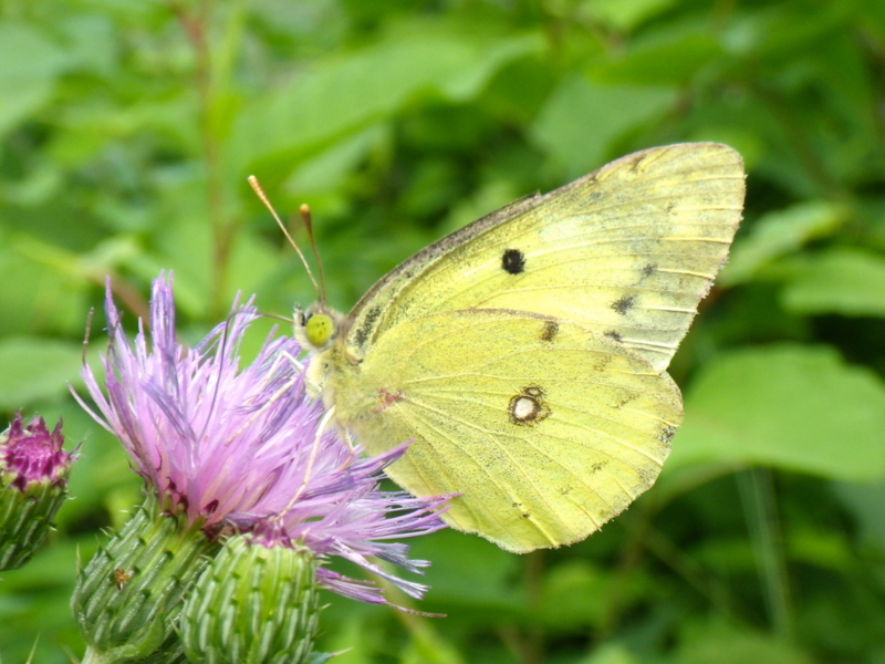 f:id:sattisatisatti:20130620053854j:image:w640