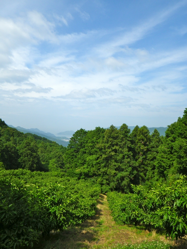 f:id:sattisatisatti:20130620053855j:image:w360