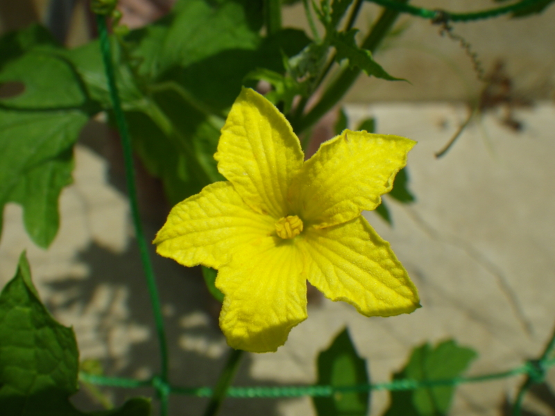f:id:sattisatisatti:20130623170710j:image:w640 f:id:sattisatisatti:20130623170710j:image:w640