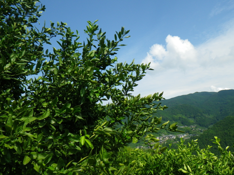 f:id:sattisatisatti:20130623170711j:image:w640 f:id:sattisatisatti:20130623170711j:image:w640