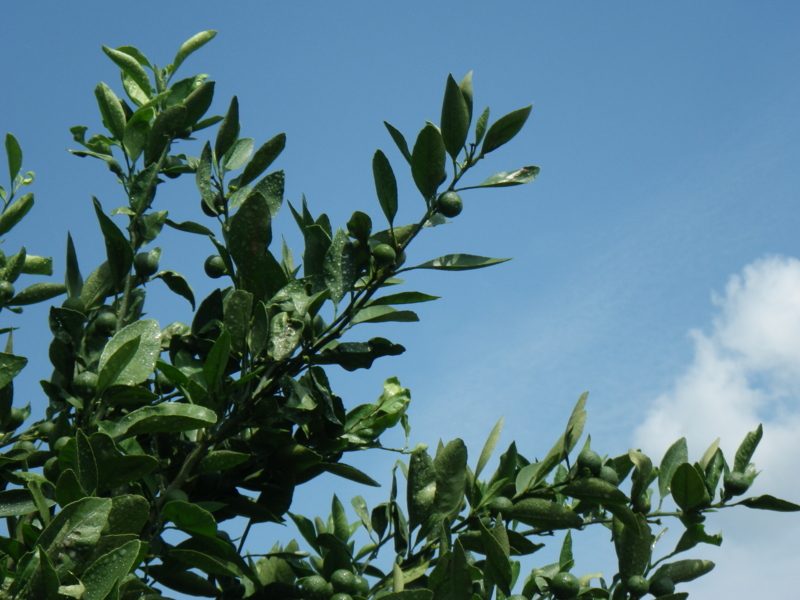 f:id:sattisatisatti:20130623170712j:image:w640 f:id:sattisatisatti:20130623170712j:image:w640