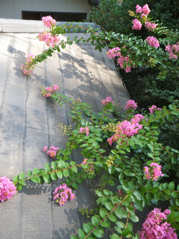 f:id:sattisatisatti:20130811053411j:image:w640 f:id:sattisatisatti:20130811053411j:image:w640