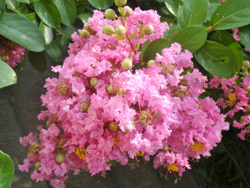 f:id:sattisatisatti:20130811053414j:image:w640 f:id:sattisatisatti:20130811053414j:image:w640