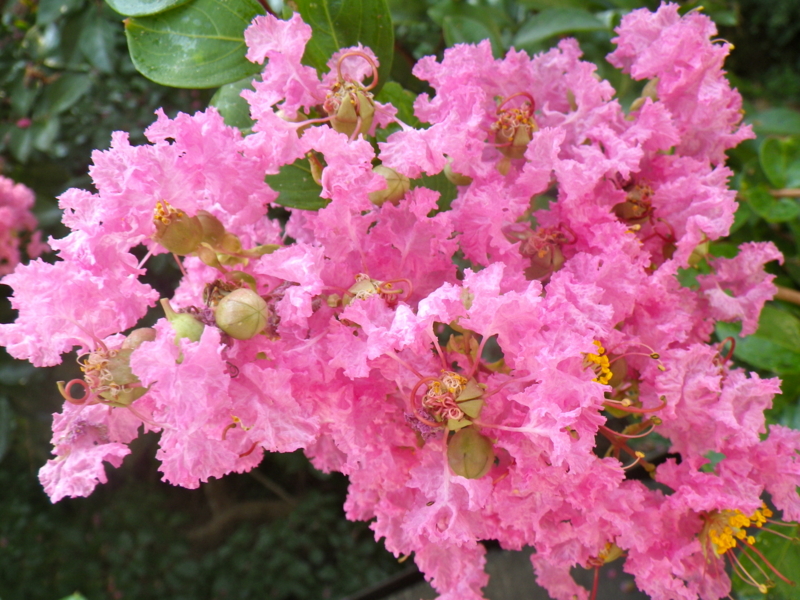 f:id:sattisatisatti:20130811053416j:image:w640 f:id:sattisatisatti:20130811053416j:image:w640