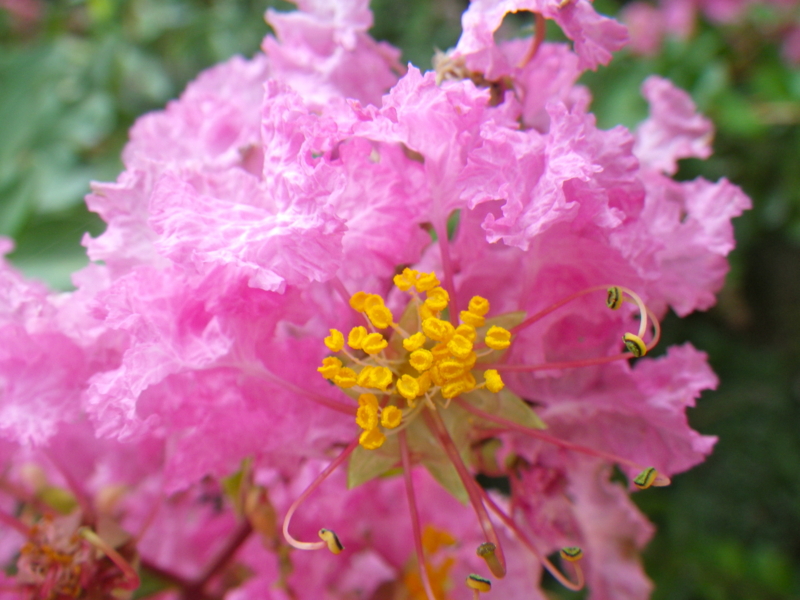 f:id:sattisatisatti:20130811053417j:image:w640 f:id:sattisatisatti:20130811053417j:image:w640