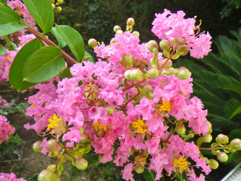 f:id:sattisatisatti:20130811053418j:image:w640 f:id:sattisatisatti:20130811053418j:image:w640