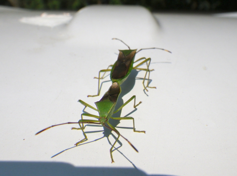 f:id:sattisatisatti:20130812082330j:image:w640 f:id:sattisatisatti:20130812082330j:image:w640
