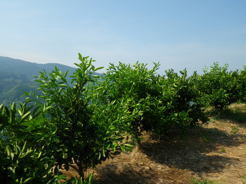 f:id:sattisatisatti:20130812082332j:image:w360 f:id:sattisatisatti:20130812082332j:image:w360