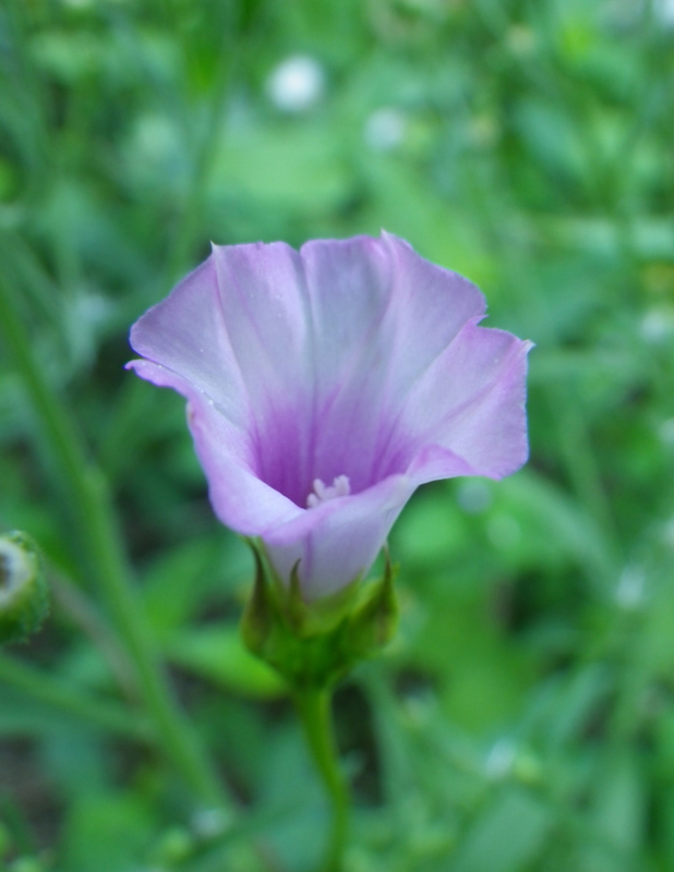 f:id:sattisatisatti:20130831062403j:image:w450