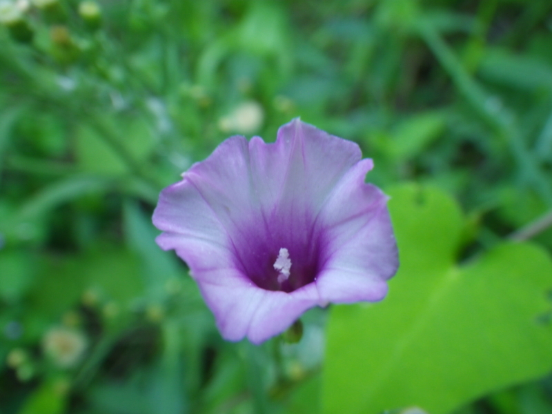 f:id:sattisatisatti:20130831062404j:image:w640