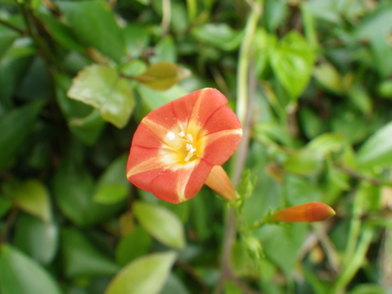 f:id:sattisatisatti:20130831062406j:image:w640