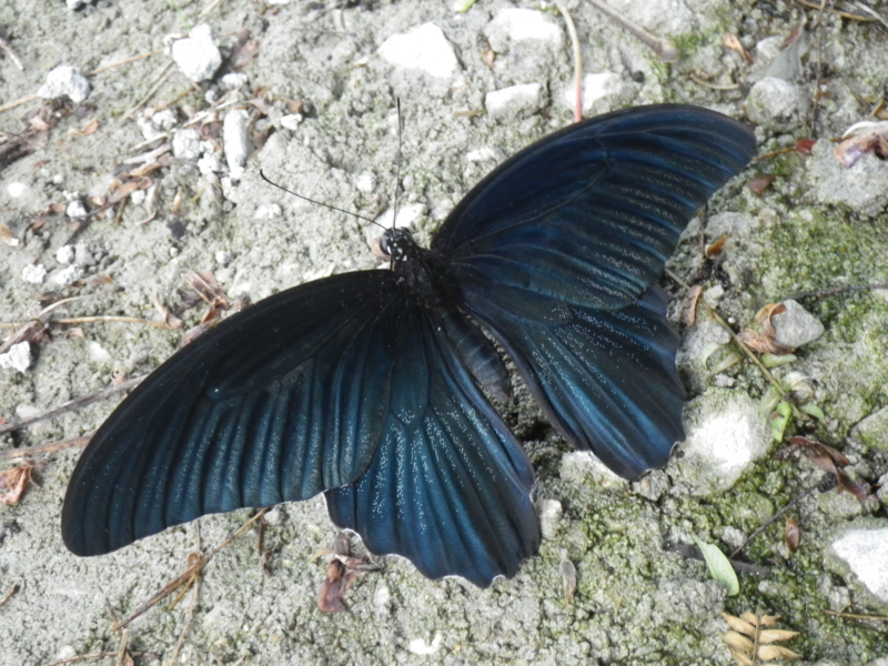 f:id:sattisatisatti:20130831062407j:image:w640