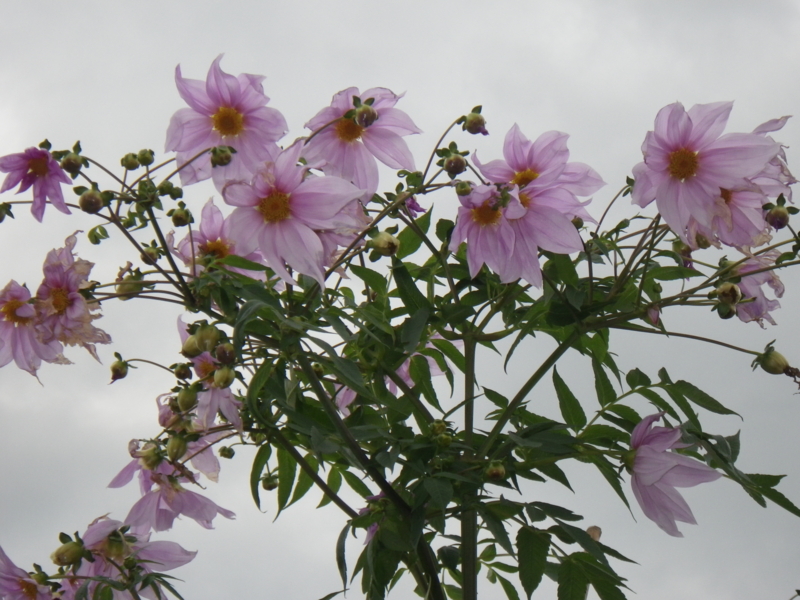 f:id:sattisatisatti:20131127000333j:image:w360