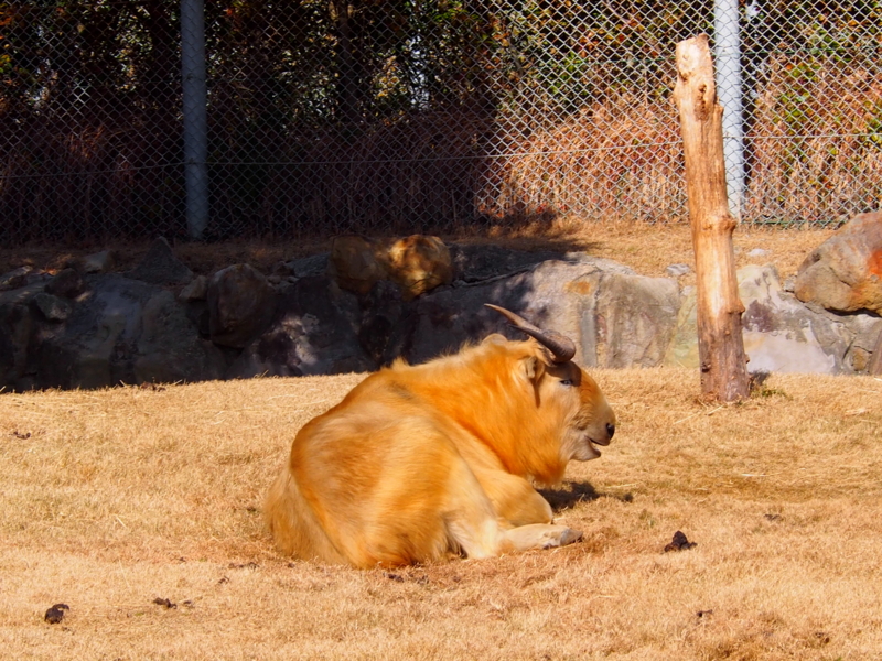 f:id:sattisatisatti:20140202194025j:image:w640 f:id:sattisatisatti:20140202194025j:image:w640