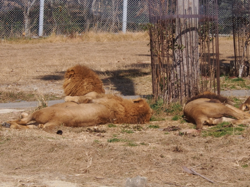 f:id:sattisatisatti:20140202194028j:image:w640 f:id:sattisatisatti:20140202194028j:image:w640