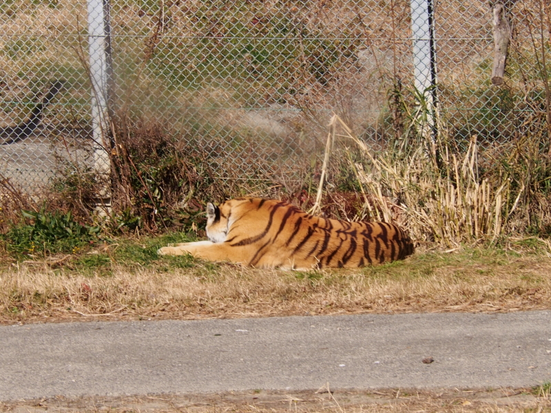 f:id:sattisatisatti:20140202194035j:image:w640 f:id:sattisatisatti:20140202194035j:image:w640