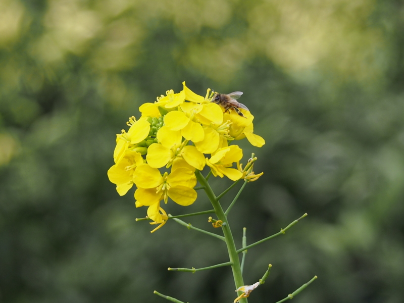 f:id:sattisatisatti:20140203231658j:image:w640 f:id:sattisatisatti:20140203231658j:image:w640
