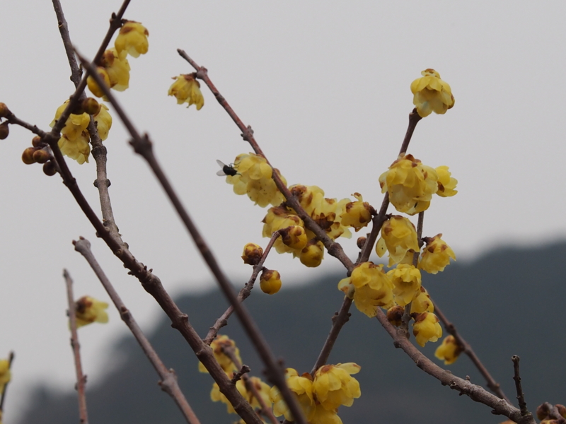 f:id:sattisatisatti:20140204111815j:image:w640