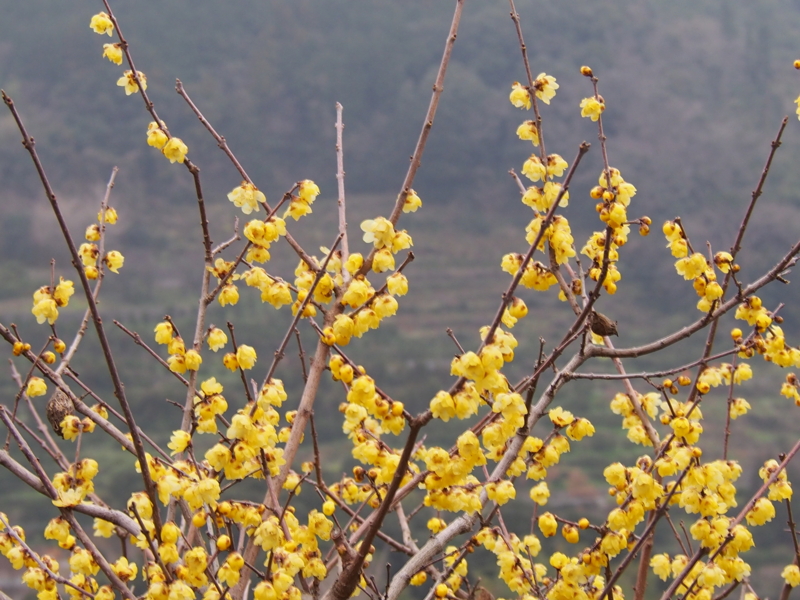 f:id:sattisatisatti:20140204111817j:image:w640