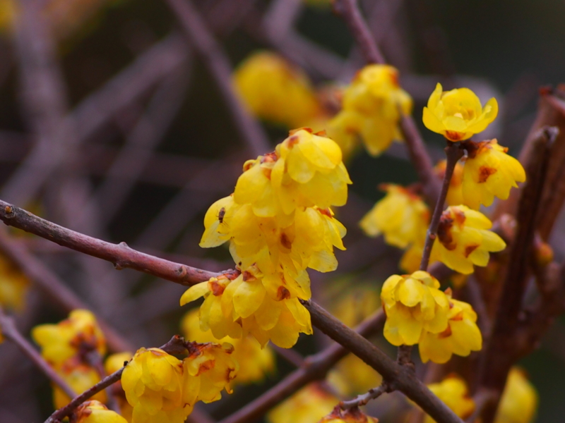 f:id:sattisatisatti:20140204111818j:image:w640
