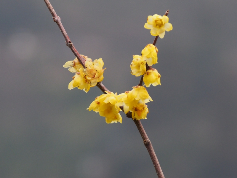 f:id:sattisatisatti:20140204111819j:image:w640