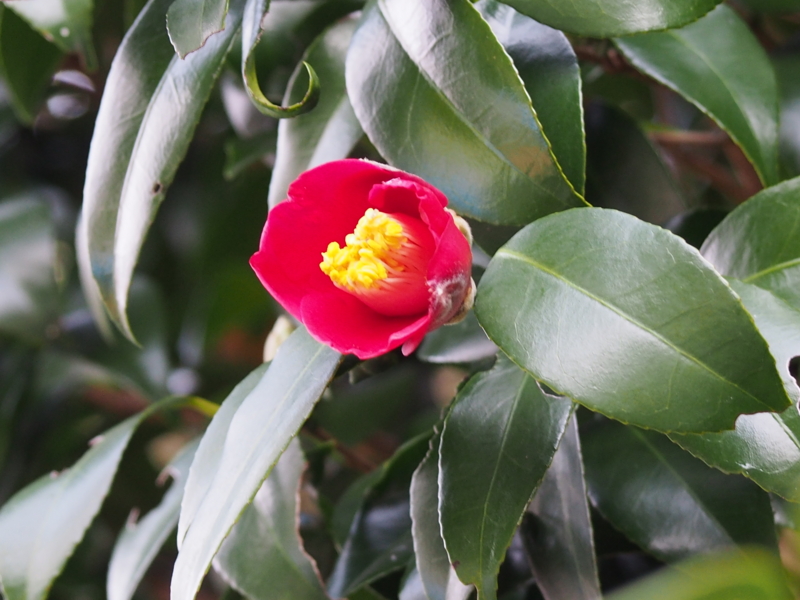 f:id:sattisatisatti:20140207210115j:image:w360 f:id:sattisatisatti:20140207210115j:image:w360