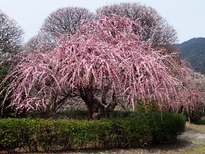 f:id:sattisatisatti:20140217055128j:image:w640 f:id:sattisatisatti:20140217055128j:image:w640