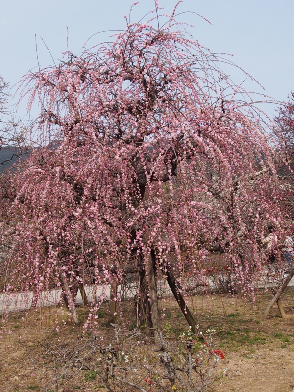f:id:sattisatisatti:20140217055130j:image:w640 f:id:sattisatisatti:20140217055130j:image:w640