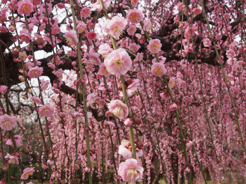 f:id:sattisatisatti:20140217055131j:image:w640 f:id:sattisatisatti:20140217055131j:image:w640