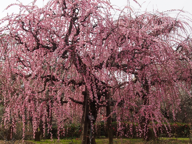 f:id:sattisatisatti:20140217055132j:image:w640 f:id:sattisatisatti:20140217055132j:image:w640