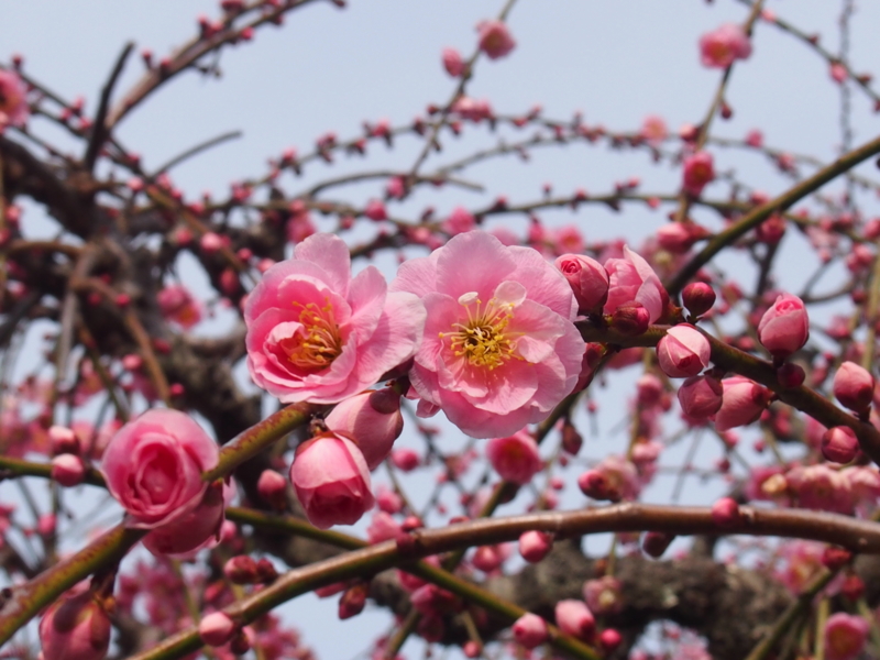 f:id:sattisatisatti:20140217055137j:image:w640 f:id:sattisatisatti:20140217055137j:image:w640