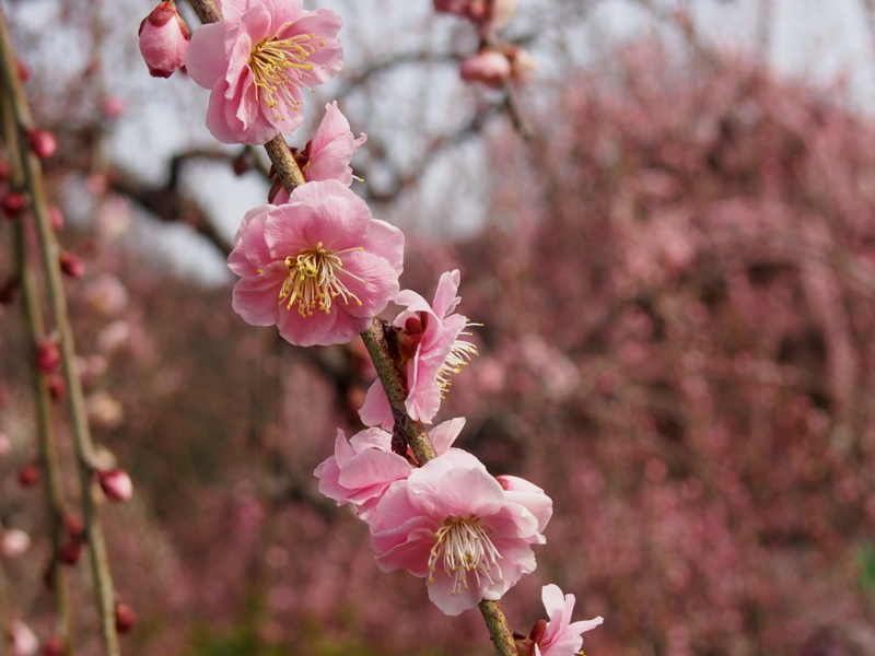 f:id:sattisatisatti:20140217055138j:image:w640 f:id:sattisatisatti:20140217055138j:image:w640