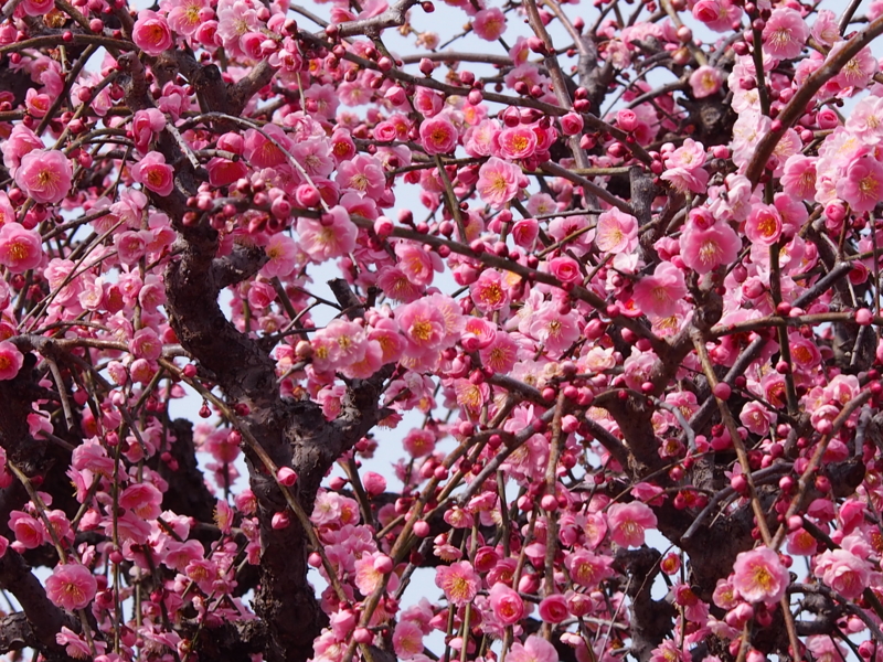 f:id:sattisatisatti:20140217055142j:image:w640 f:id:sattisatisatti:20140217055142j:image:w640