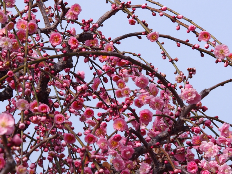 f:id:sattisatisatti:20140217055143j:image:w640 f:id:sattisatisatti:20140217055143j:image:w640