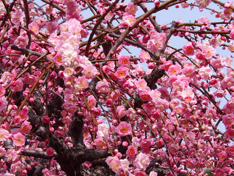 f:id:sattisatisatti:20140217055147j:image:w640 f:id:sattisatisatti:20140217055147j:image:w640