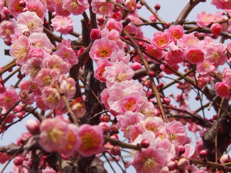f:id:sattisatisatti:20140217055150j:image:w640 f:id:sattisatisatti:20140217055150j:image:w640