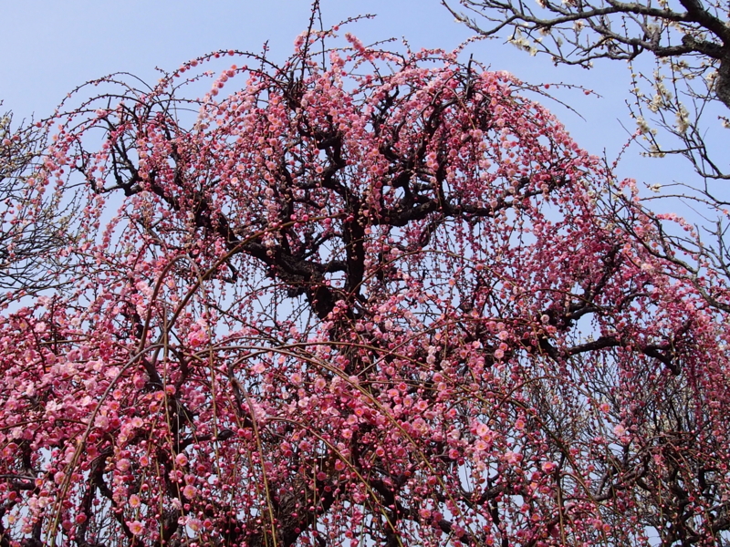 f:id:sattisatisatti:20140217055153j:image:w640 f:id:sattisatisatti:20140217055153j:image:w640